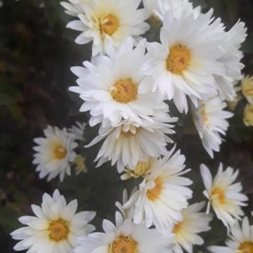 Friendly Chrysanthemums