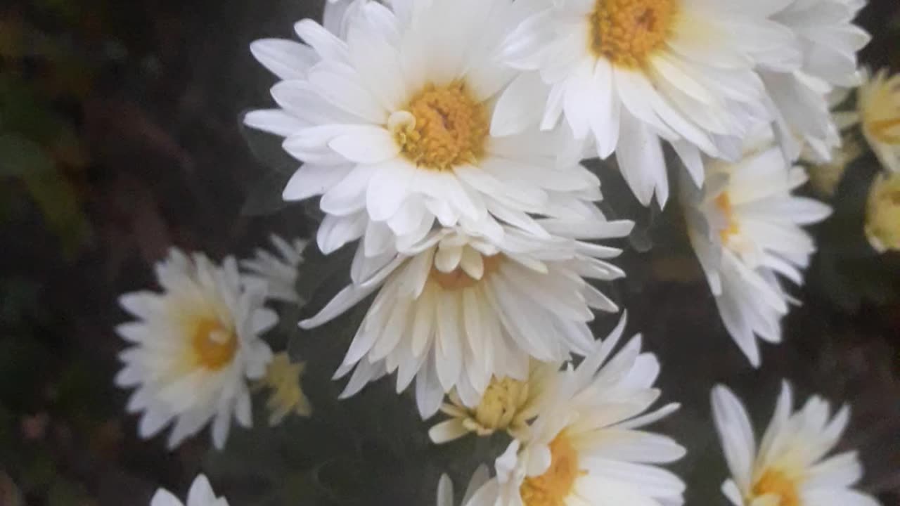 Friendly Chrysanthemums