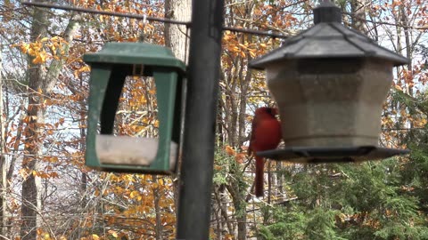 Northern Cardinal