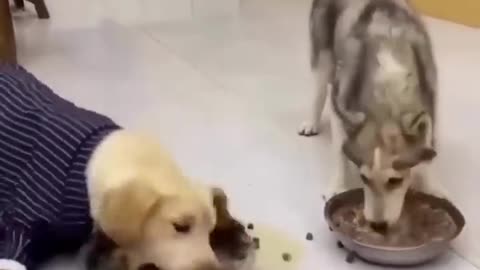 Husky and Labrador eating food funny videos