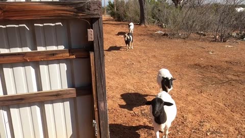 We Add Sheep & a Goat To Our Homestead