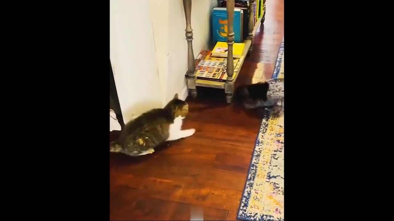 Hilarious Animal Fails – Crazy Dogs & Fearless Cats! 😂🐾
