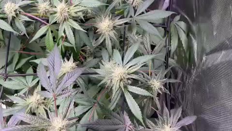 Daily reveg Acapulco Gold