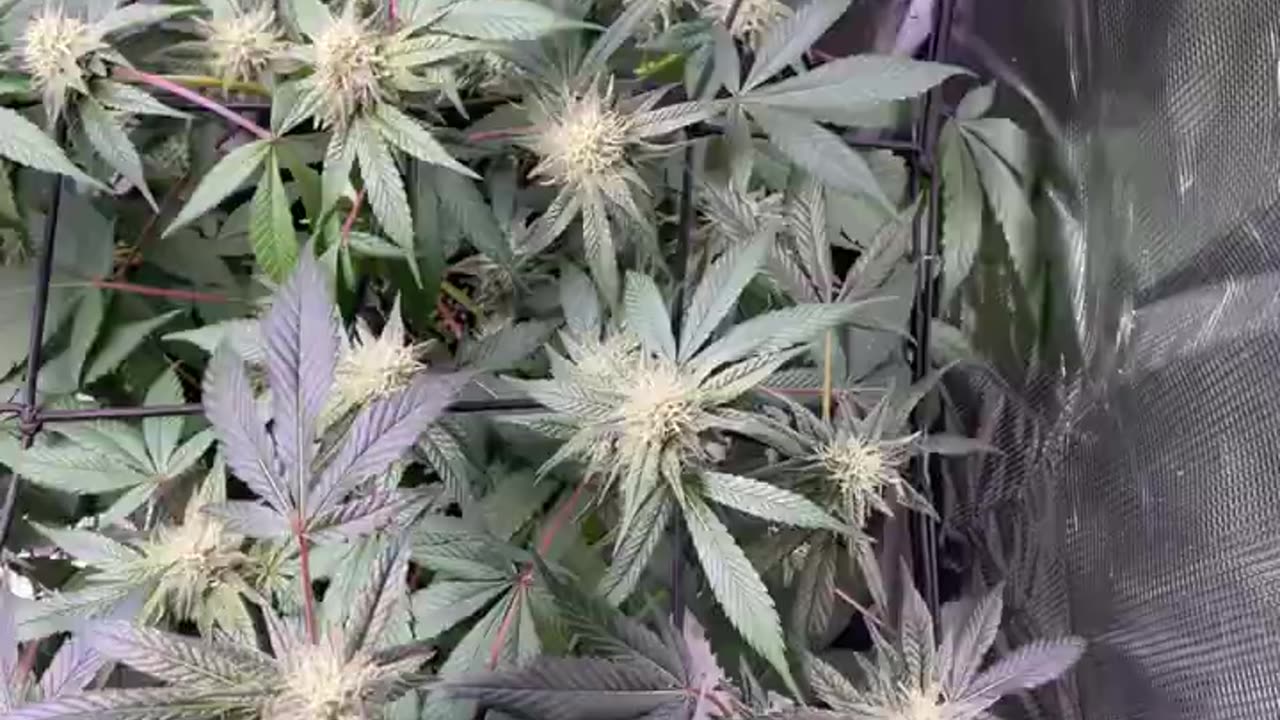 Daily reveg Acapulco Gold