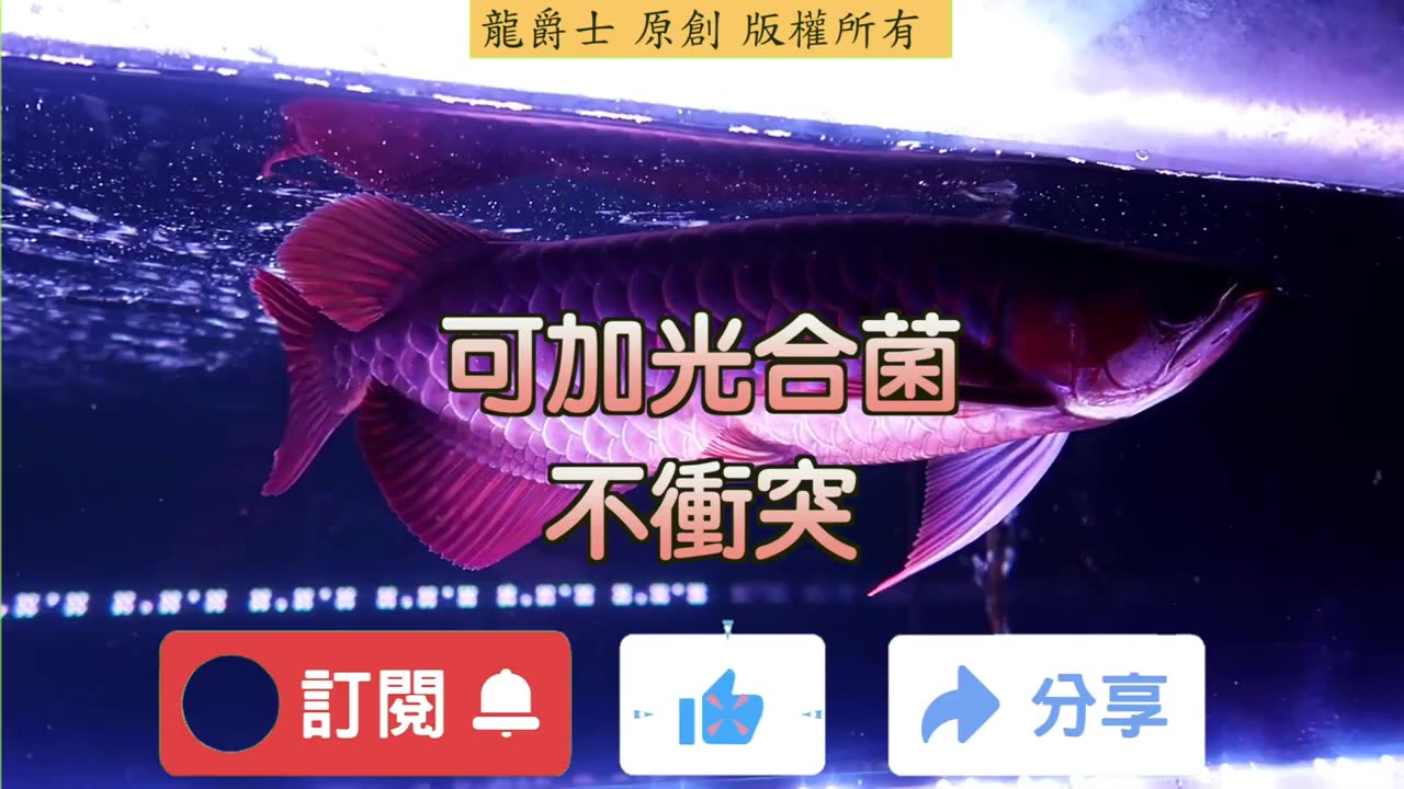 【龍爵士】千問千答 Q185-硝化菌還沒健全可以加入光合菌嗎.mp4