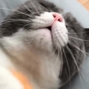 Pumpkin Self Cleaning Slicker Brush for Dogs and Cats, Deshedding Tool, One Click Release