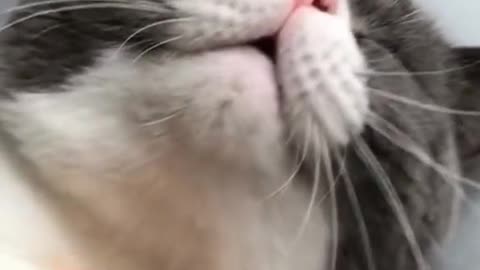 Pumpkin Self Cleaning Slicker Brush for Dogs and Cats, Deshedding Tool, One Click Release