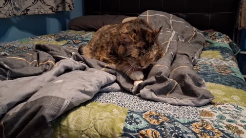 Adorable Cat Cleans Her Paws Like a Princess — Pure Cutness You’ll Melt Over