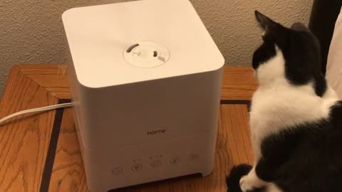 Humidifier? What is this contraption? (Cat: Mozzie)