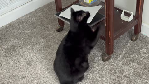 Cute Precious Piper Tries to Polish the Bird Cage Holder - My Adopted Shelter Cat Vlog