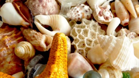 4K [HDR] Sea Animals - Mysterious Videos of Sea Animals