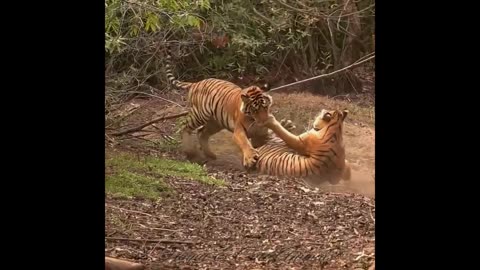 A brutal fight between a tiger.