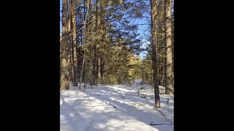 A man in the Taiga picked up a tiger cub.