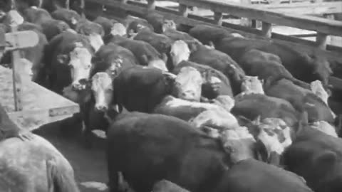 Cutting Up (Meat Packin... - Cutting Up (Meat Packing) Electricity Comes to the Home and - fc-fc-258