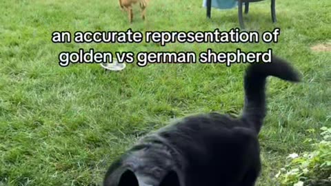 Puppadogs videos
