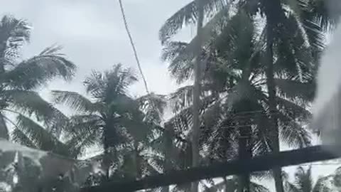 🤯✨ Watch a Bird Unfurl a Stuck Flag! | FeedMyCuriosity