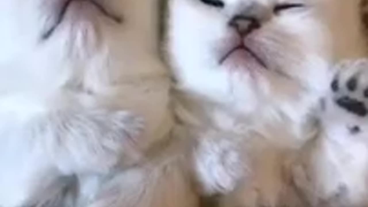 Cute cats video | cute kitten video | cute pets #short