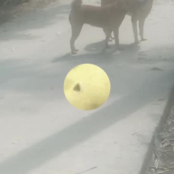 Real dogs are funny run