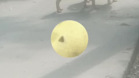 Real dogs are funny run