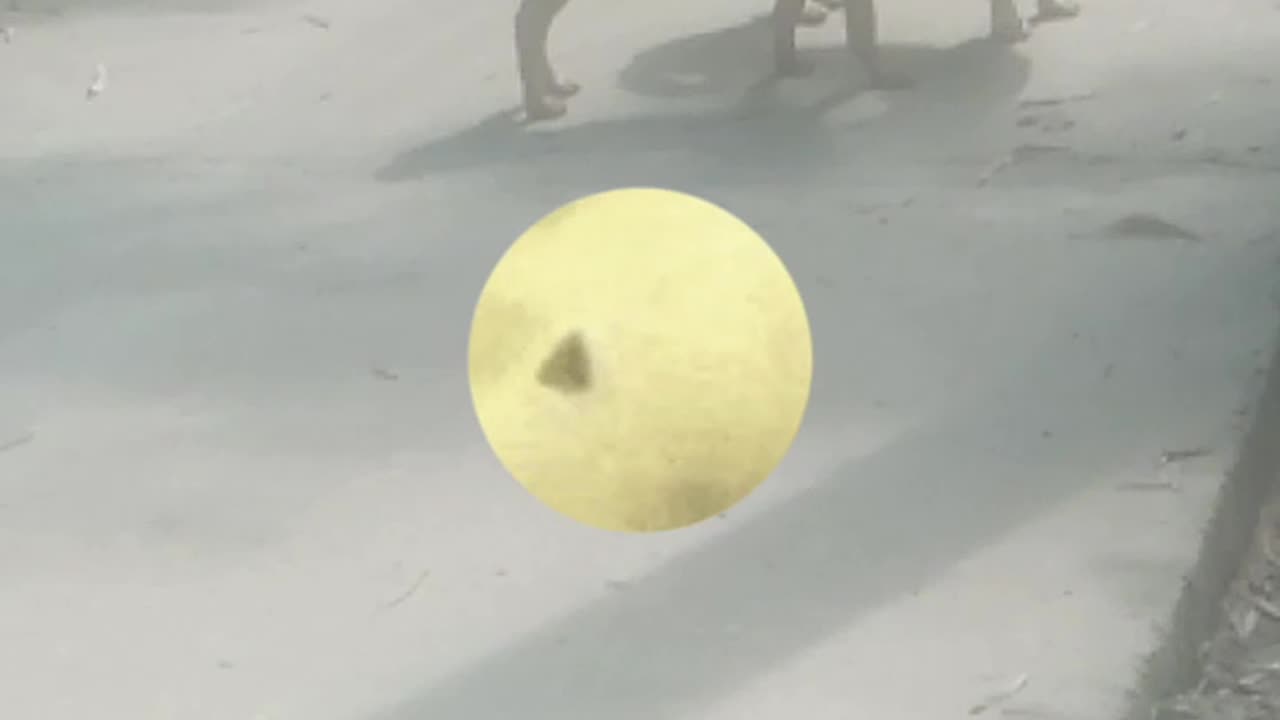 Real dogs are funny run