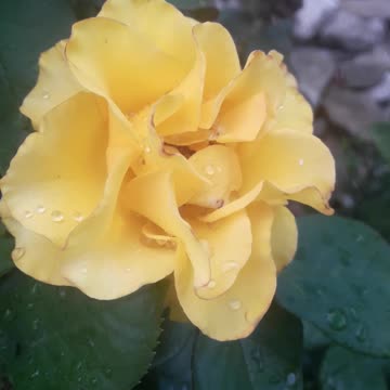 Yellow Rose in Raindrops