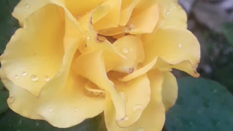 Yellow Rose in Raindrops