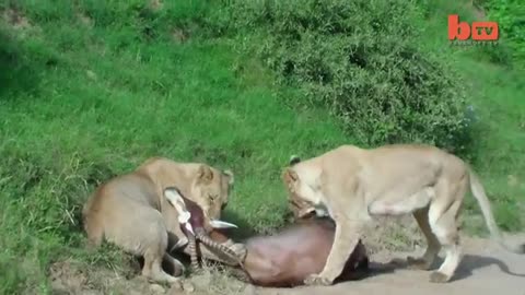 Leaping_Lion_Catches_Antelope_In_Mid-Air_Attack