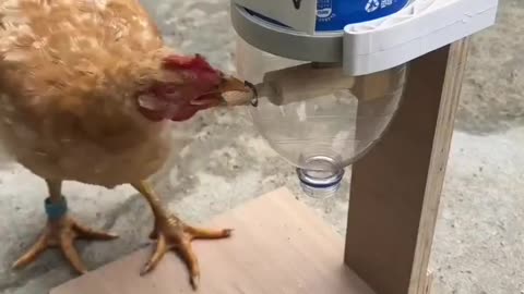 Great chicken feeder ideas