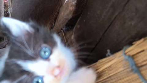 Beautiful kitten