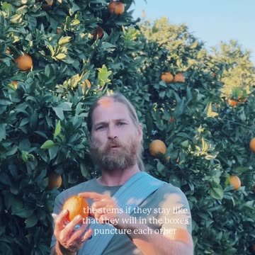🍊 Jonas explains how the oranges are carefully picked by hand at Sugar Valley