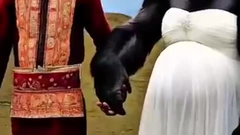 Gorilla wearing wedding dress