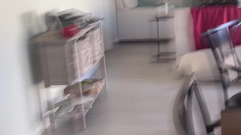 Wild Peacock Brings Chaos Inside