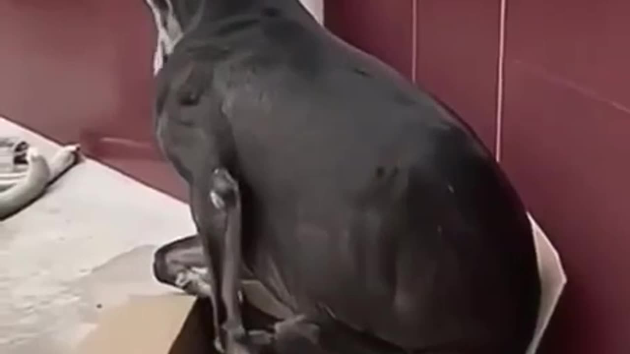 Maybe i can fit in. 😂😂