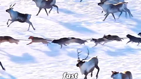 This dog is not thirsty at all, but hogs the only water source! 🐺🐶