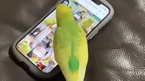 Look at these birds watching television and accessing cell phones!