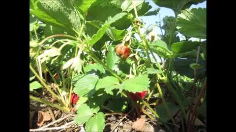 Am I Happier Strawberry July 2022