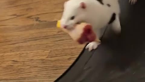 Mink will only exercise when it has food in its mouth