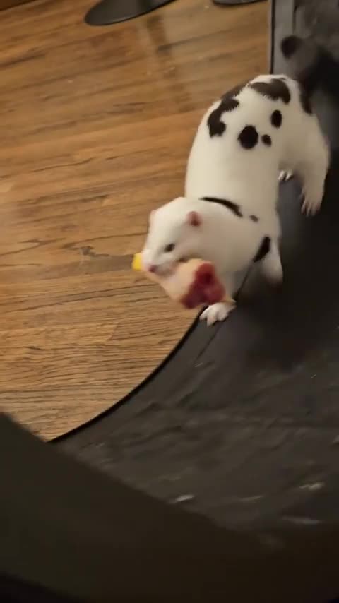 Mink will only exercise when it has food in its mouth