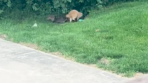 🤯✨ You Won't Believe What a Blonde Raccoon Looks Like! | FeedMyCuriosity