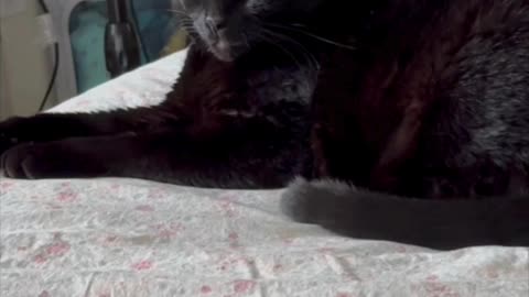 Cute Precious Piper is a Beautiful Sight - My Adopted Shelter Cat Vlog. #shorts
