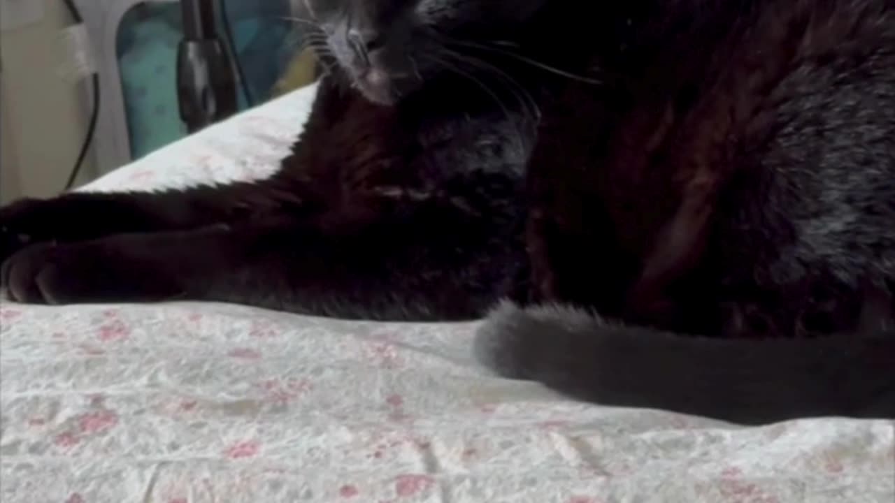 Cute Precious Piper is a Beautiful Sight - My Adopted Shelter Cat Vlog. #shorts
