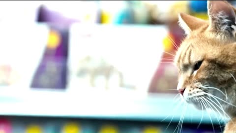 He Spent His Last Money to Save the Cat, and the Cat Saved His Entire Life