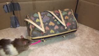 😂🐀 Watch This Rat Become a Mini-Mugger! | FunFM