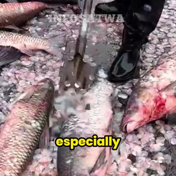 The Genius Invention That’s Revolutionizing Fish Cleaning!