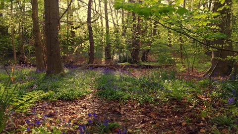 Slow Motion Lofi – Peaceful Vibe Mix