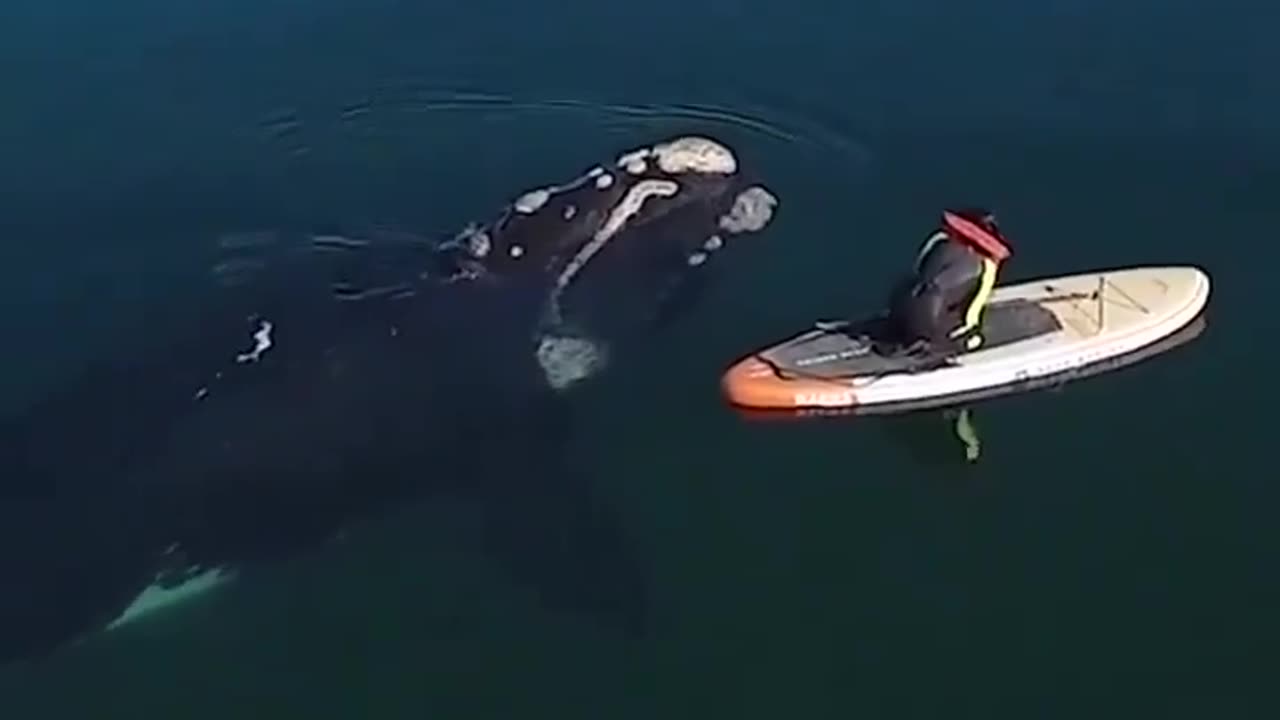 The woman and the Whale