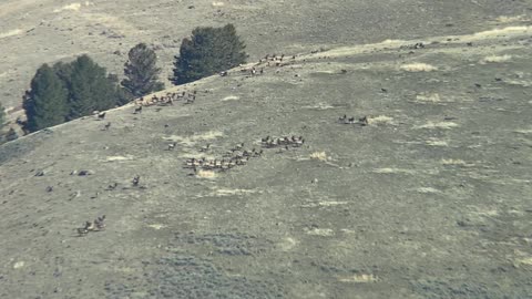 Rare Wolf Pack Hunts Elk in Yellowstone