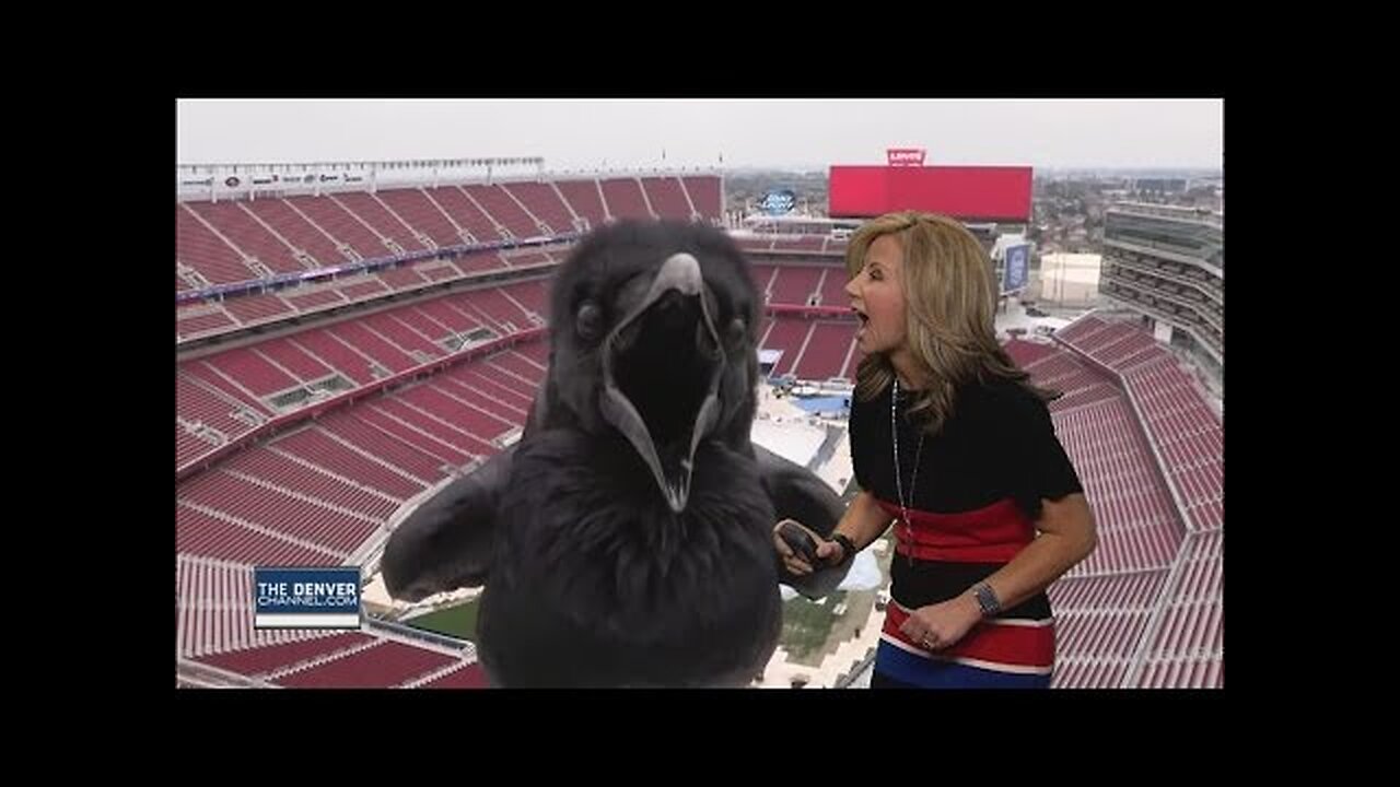 Bird Photobombs Meteorologist