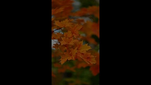 🔥 Surah As-Sajdah 32:8–9 — سورة السجدة ⚡🫀✨ #Quran #shorts #viral #trending #love #youtubeshorts