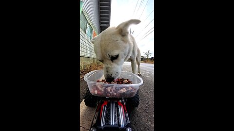 A cute puppy confused by a new RC car❤️